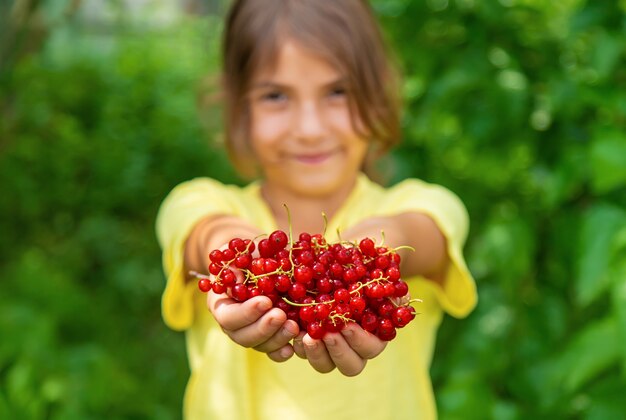 L'enfant récolte des groseilles rouges. Mise au point sélective. Aliments.