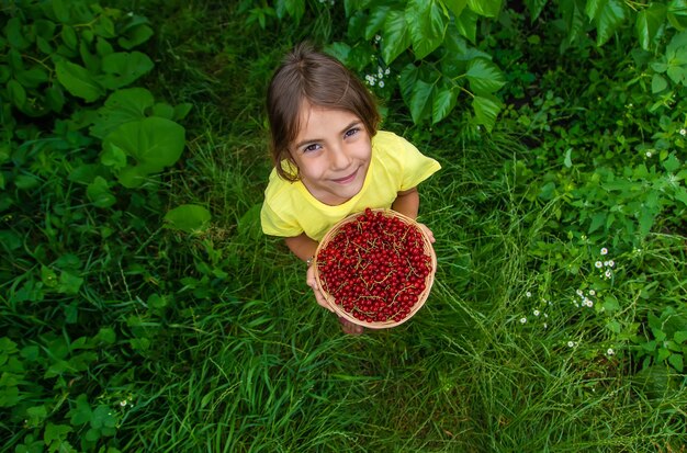 L'enfant récolte des groseilles rouges. Mise au point sélective. Aliments.