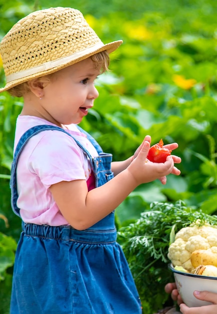 Un enfant avec une récolte de légumes dans le jardin Mise au point sélective