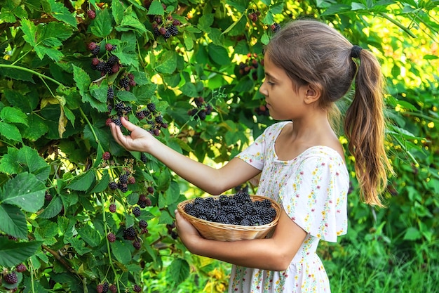 L'enfant récolte des mûres dans le jardin. Mise au point sélective. Nourriture.