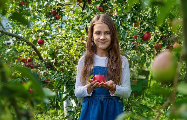 Un enfant récolte des pommes dans le jardin Mise au point sélective