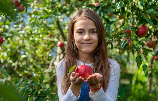 Un enfant récolte des pommes dans le jardin Mise au point sélective