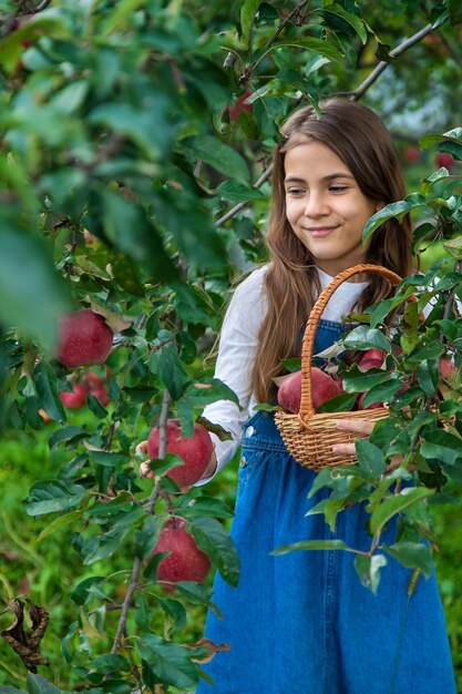 Un enfant récolte des pommes dans le jardin Mise au point sélective