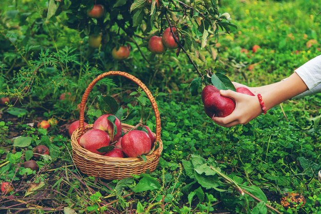 Un enfant récolte des pommes dans le jardin Mise au point sélective