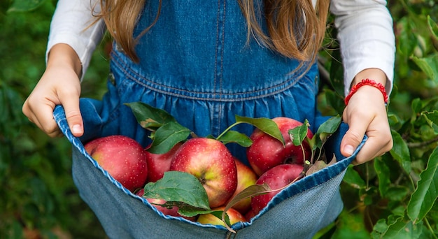 Un enfant récolte des pommes dans le jardin Mise au point sélective