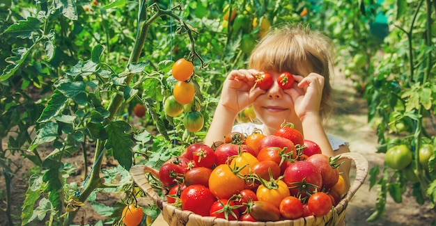 L'enfant récolte une récolte de tomates.