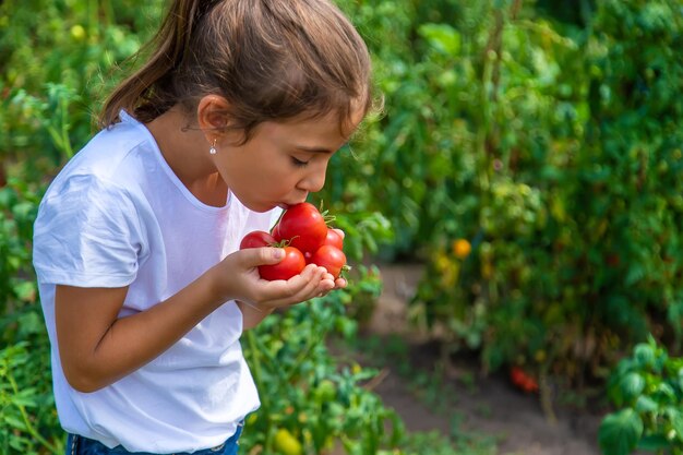 L'enfant récolte des tomates dans le jardin. Mise au point sélective. Enfant.