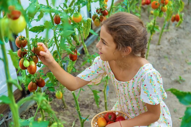 L'enfant récolte des tomates. Mise au point sélective. Enfant.