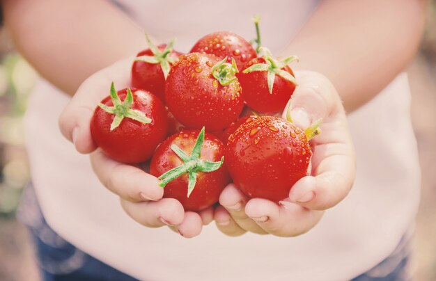 l&#39;enfant recueille une récolte de tomates faites maison. mise au point sélective.