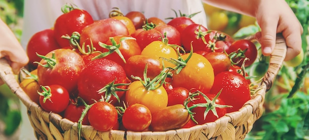 l&#39;enfant recueille une récolte de tomates faites maison. mise au point sélective.