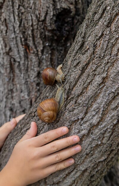 L'enfant regarde l'escargot Mise au point sélective