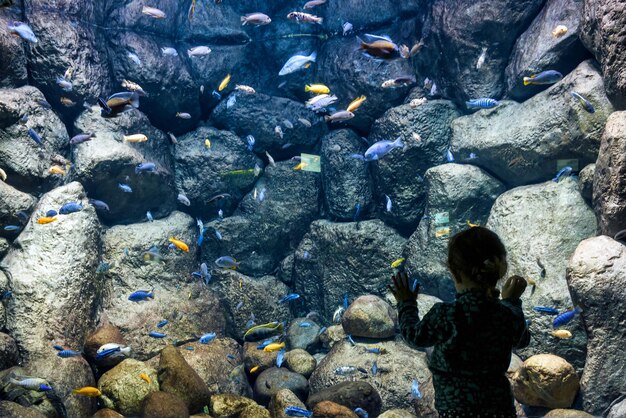 Photo l'enfant regarde les poissons de mer dans l'aquarium