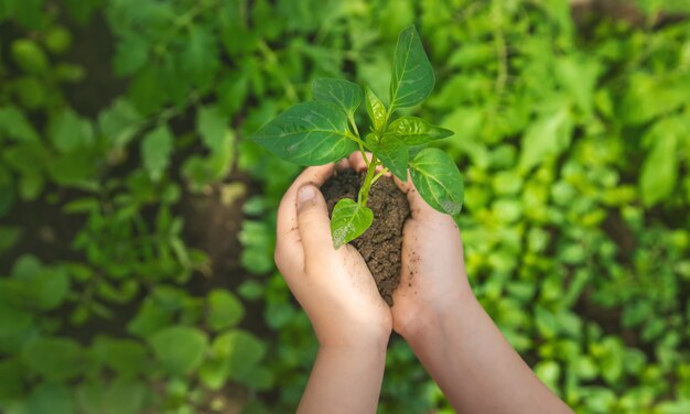 Un enfant avec des semis dans ses mains dans le jardin.