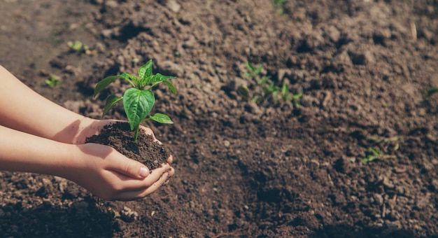 Un enfant avec des semis dans ses mains dans le jardin.