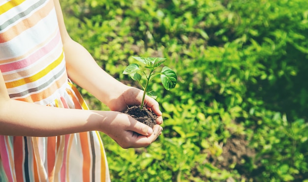 Un enfant avec des semis dans ses mains dans le jardin.