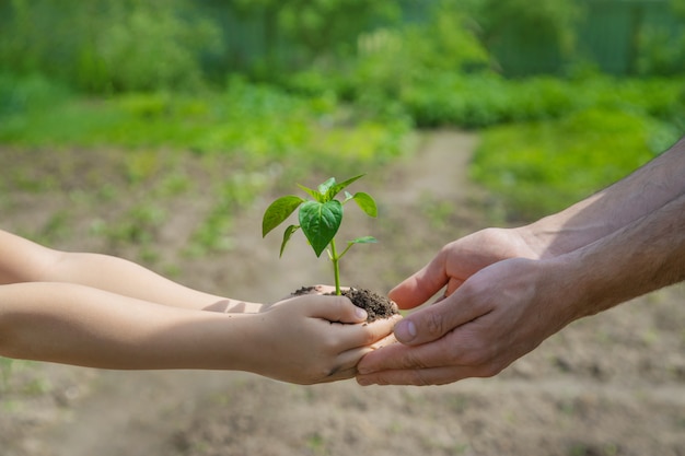 Un enfant avec son père plante une pépinière.