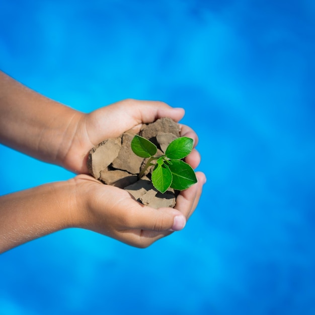 Enfant tenant une jeune plante verte sur fond de mer bleue Concept de jour de la Terre Vue de dessus