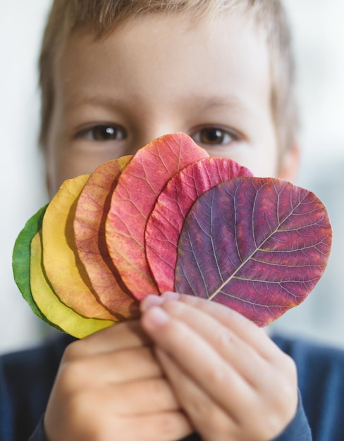 Enfant tenant une sélection de feuilles colorées