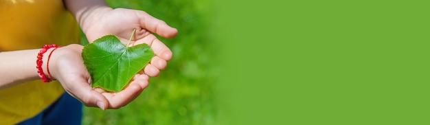 L'enfant tient un arbre dans ses mains Mise au point sélective