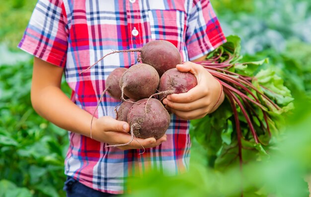 L'enfant tient les betteraves dans ses mains dans le jardin. Mise au point sélective. Aliments.