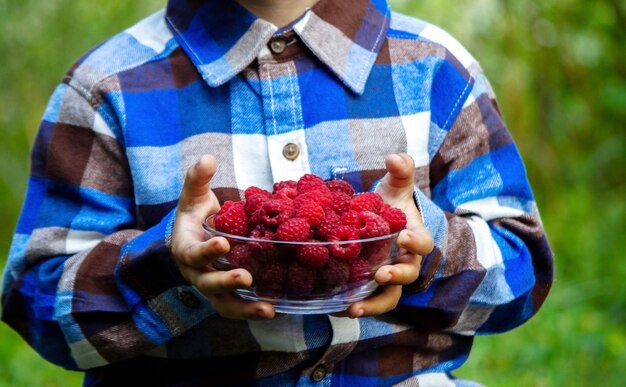 L'enfant tient un bol avec un produit biologique de framboises mûres à la ferme.