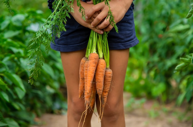 L'enfant tient la carotte dans ses mains dans le jardin. Mise au point sélective.