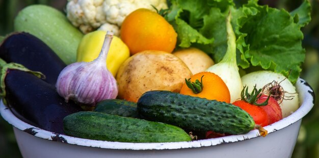 L'enfant tient des légumes dans ses mains. Légumes dans un bol à la ferme. Produit bio de la ferme