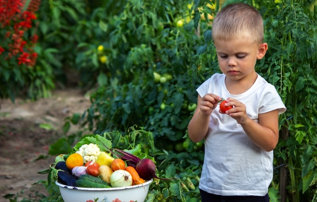 L'enfant tient des légumes dans ses mains. Légumes dans un bol à la ferme. Produit bio de la ferme