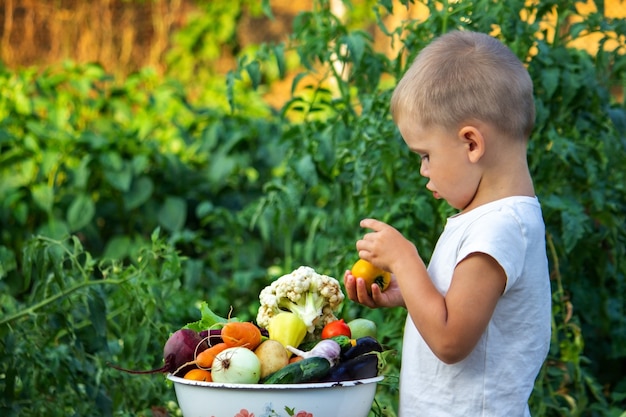 L'enfant tient des légumes d'information dans ses mains. Légumes dans un bol à la ferme. Produit bio de la ferme. Mise au point sélective. La nature