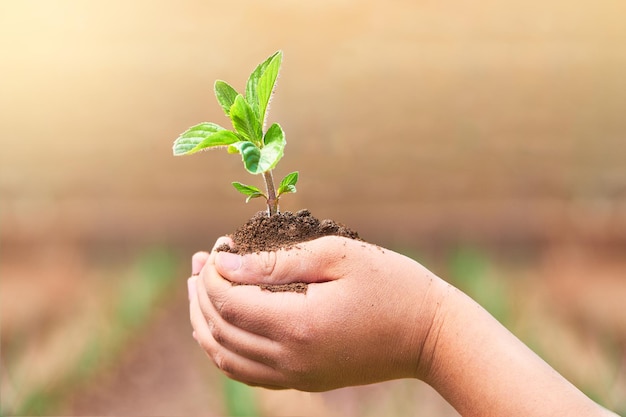 Un enfant tient une petite plante dans ses mains.