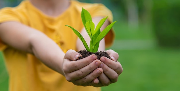 L'enfant tient la plante et le sol dans ses mains Mise au point sélective