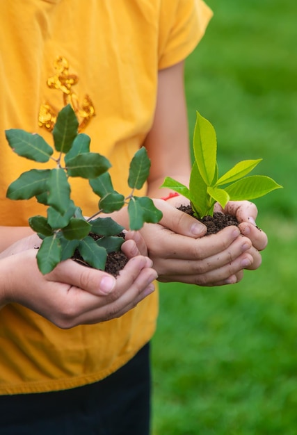 L'enfant tient la plante et le sol dans ses mains Mise au point sélective