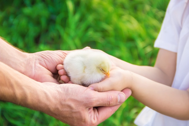 L&#39;enfant tient un poulet dans ses mains. Mise au point sélective.