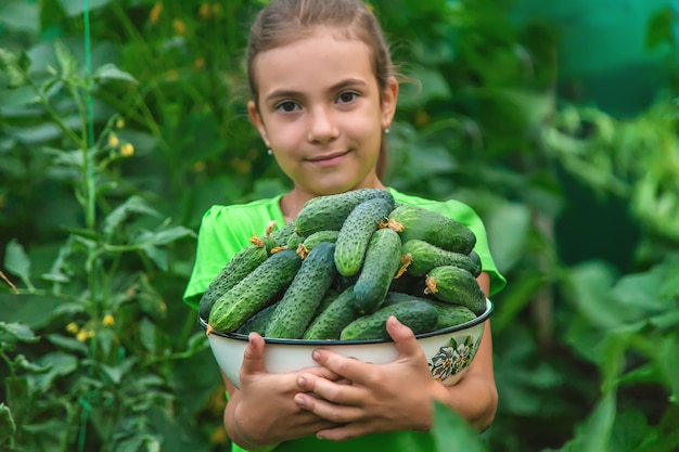 L'enfant tient la récolte de concombres dans ses mains