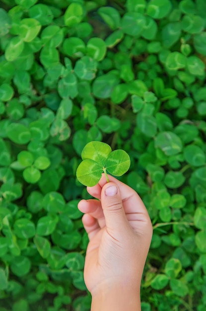 L'enfant tient un trèfle dans ses mains StPatrick s Day Selective focus