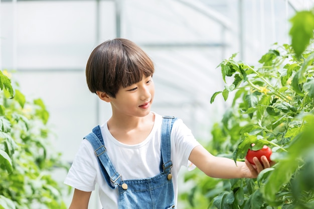 Enfant avec une tomate marchant dans une serre