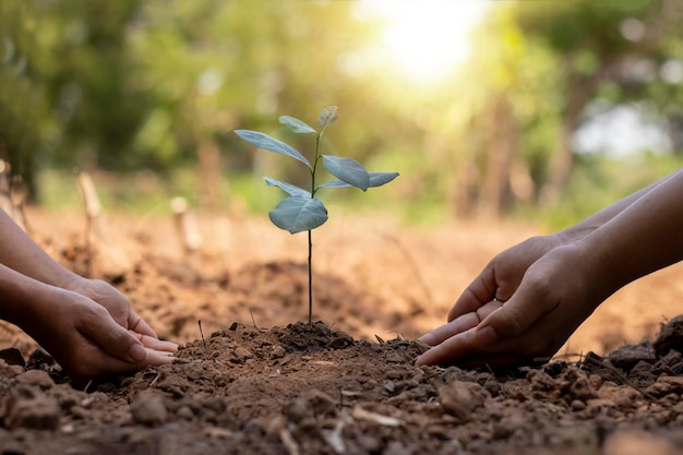 Les enfants et les adultes travaillent ensemble pour planter de petits arbres dans le jardin en plantant des idées pour réduire la pollution de l'air ou les PM25 et réduire le réchauffement climatique