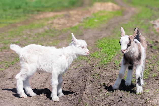 Les enfants de bébé chèvre se tiennent dans l'herbe longue d'été