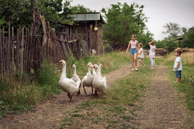 Les enfants broutent des oisons blancs à la ferme