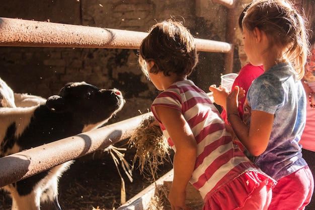 Enfants dans une étable donnant du foin aux petits veaux.