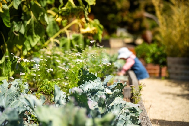 enfants dans le jardin famille dans un patch de légumes tout-petit ramasser de la nourriture temps d'été dans le jardin de légumes avec la mère et l'enfant en Australie