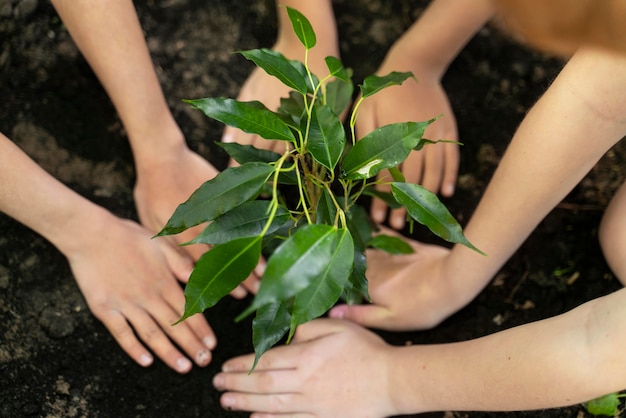 Photo enfants plantant ensemble dans la forêt