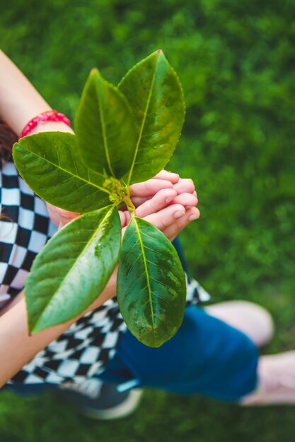 Les enfants prennent soin de l'arbre de la nature dans leurs mains Mise au point sélective