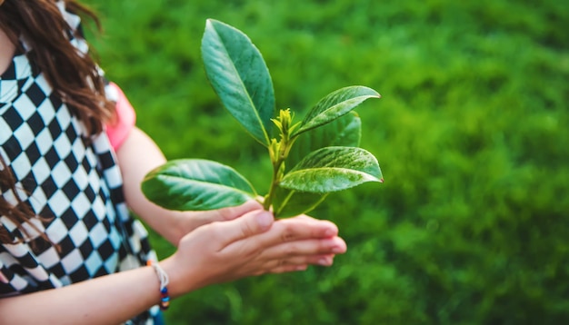 Les enfants prennent soin de l'arbre de la nature dans leurs mains Mise au point sélective