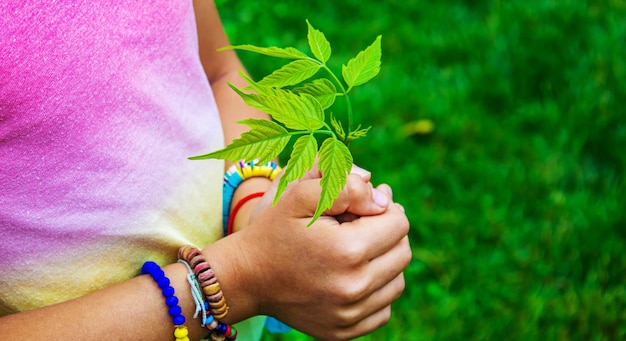 Les enfants prennent soin de l'arbre de la nature dans leurs mains Mise au point sélective