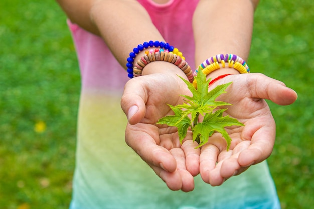 Les enfants prennent soin de l'arbre de la nature dans leurs mains Mise au point sélective