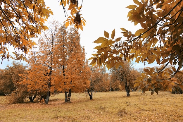 Photo les enfants de la rue jouent à l'automne