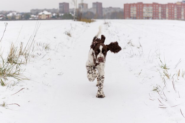 English Springer Spaniel chiot mignon chien de chasse