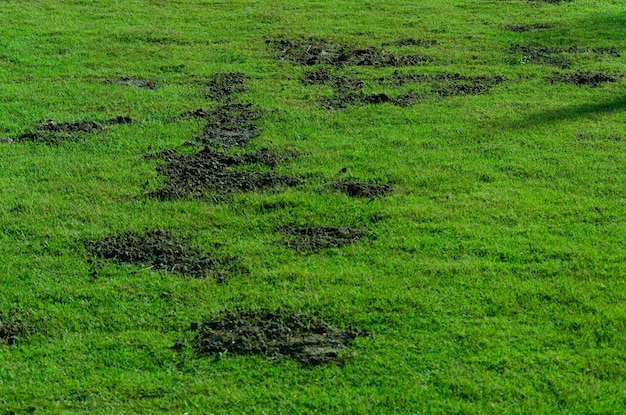 Photo engrais avec bouse de vache sur champ d'herbe verte engrais organique sur herbe verte