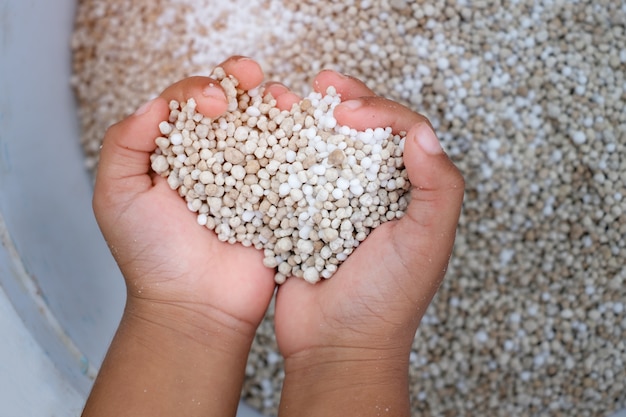 Un engrais chimique blanc dans la main d&#39;un enfant se prépare pour le riz au champ.